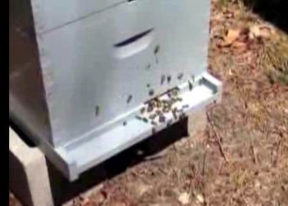 regularbee4.jpg